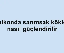 Balkonda sarımsak kökleri nasıl güçlendirilir