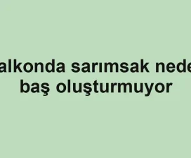Balkonda sarımsak neden baş oluşturmuyor