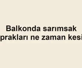 Balkonda sarımsak yaprakları ne zaman kesilir