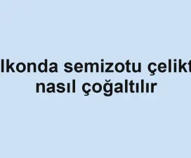 Balkonda semizotu çelikten nasıl çoğaltılır
