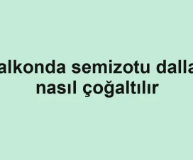 Balkonda semizotu dalları nasıl çoğaltılır