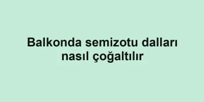 Balkonda semizotu dalları nasıl çoğaltılır