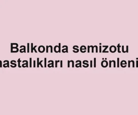 Balkonda semizotu hastalıkları nasıl önlenir