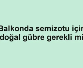 Balkonda semizotu için doğal gübre gerekli mi