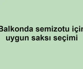 Balkonda semizotu için uygun saksı seçimi