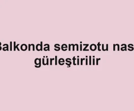 Balkonda semizotu nasıl gürleştirilir