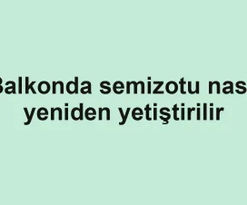 Balkonda semizotu nasıl yeniden yetiştirilir