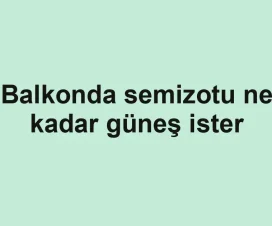 Balkonda semizotu ne kadar güneş ister
