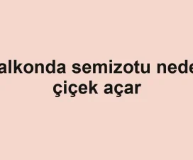 Balkonda semizotu neden çiçek açar