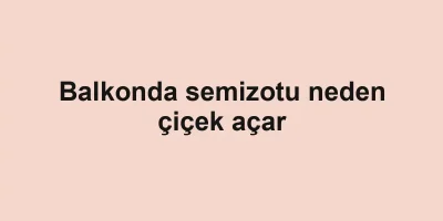 Balkonda semizotu neden çiçek açar