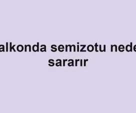 Balkonda semizotu neden sararır