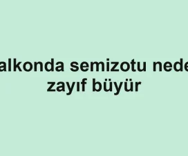 Balkonda semizotu neden zayıf büyür