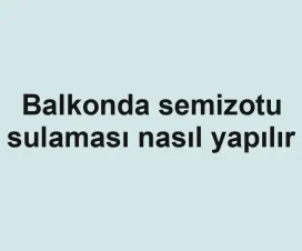 Balkonda semizotu sulaması nasıl yapılır