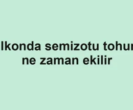 Balkonda semizotu tohumu ne zaman ekilir