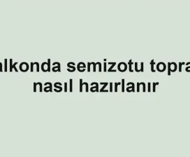 Balkonda semizotu toprağı nasıl hazırlanır