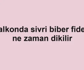 Balkonda sivri biber fidesi ne zaman dikilir