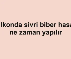 Balkonda sivri biber hasadı ne zaman yapılır