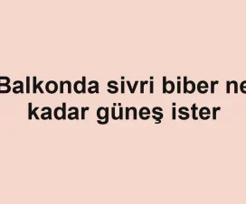 Balkonda sivri biber ne kadar güneş ister