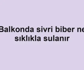 Balkonda sivri biber ne sıklıkla sulanır