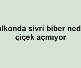 Balkonda sivri biber neden çiçek açmıyor