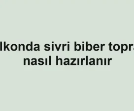 Balkonda sivri biber toprağı nasıl hazırlanır