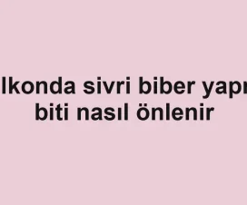 Balkonda sivri biber yaprak biti nasıl önlenir