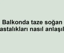 Balkonda taze soğan hastalıkları nasıl anlaşılır