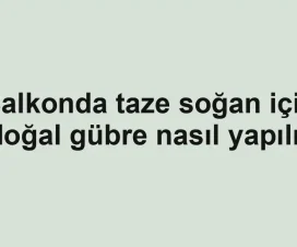 Balkonda taze soğan için doğal gübre nasıl yapılır