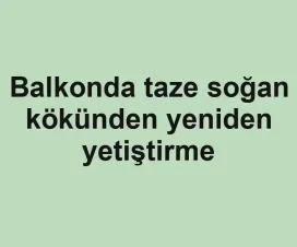 Balkonda taze soğan kökünden yeniden yetiştirme
