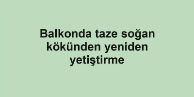 Balkonda taze soğan kökünden yeniden yetiştirme