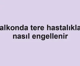 Balkonda tere hastalıkları nasıl engellenir
