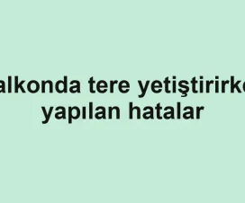 Balkonda tere yetiştirirken yapılan hatalar