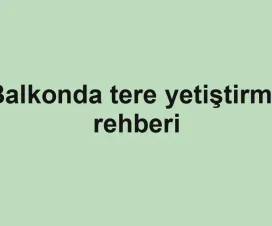 Balkonda tere yetiştirme rehberi