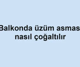 Balkonda üzüm asması nasıl çoğaltılır