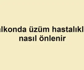 Balkonda üzüm hastalıkları nasıl önlenir
