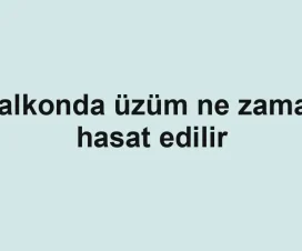 Balkonda üzüm ne zaman hasat edilir