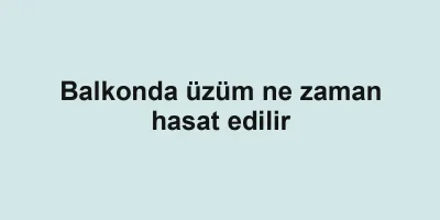 Balkonda üzüm ne zaman hasat edilir