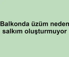 Balkonda üzüm neden salkım oluşturmuyor