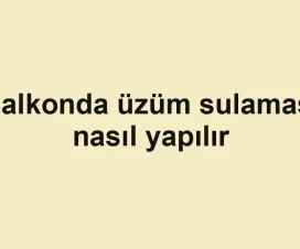 Balkonda üzüm sulaması nasıl yapılır