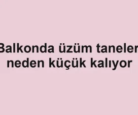 Balkonda üzüm taneleri neden küçük kalıyor