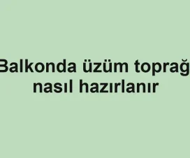 Balkonda üzüm toprağı nasıl hazırlanır