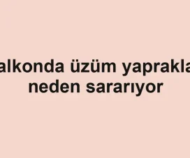 Balkonda üzüm yaprakları neden sararıyor