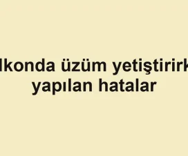 Balkonda üzüm yetiştirirken yapılan hatalar