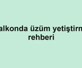 Balkonda üzüm yetiştirme rehberi