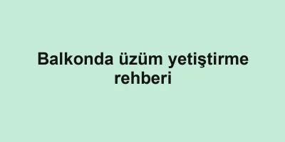 Balkonda üzüm yetiştirme rehberi