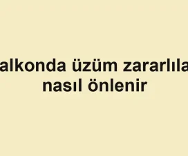 Balkonda üzüm zararlıları nasıl önlenir