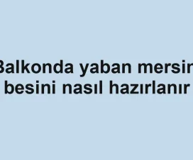 Balkonda yaban mersini besini nasıl hazırlanır