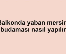 Balkonda yaban mersini budaması nasıl yapılır