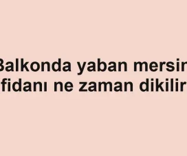 Balkonda yaban mersini fidanı ne zaman dikilir