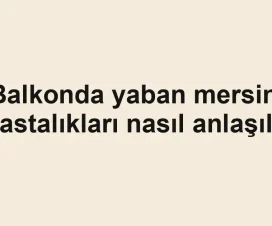 Balkonda yaban mersini hastalıkları nasıl anlaşılır